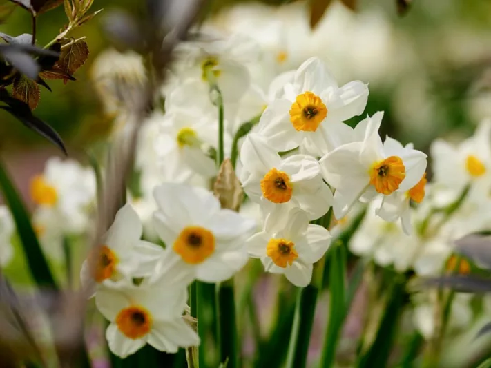 Narcissus Geranium, Daffodil 'Geranium', Tazetta Daffodil 'Geranium', Spring Bulbs, Spring Flowers, mid spring bulb, late spring bulb, mid season narcissus, late season narcissus, fragrant daffodil