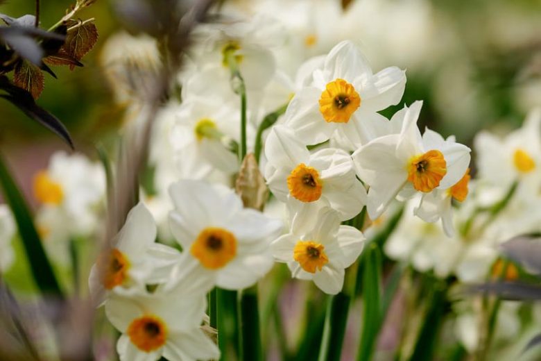 Narcissus Geranium, Daffodil 'Geranium', Tazetta Daffodil 'Geranium', Spring Bulbs, Spring Flowers, mid spring bulb, late spring bulb, mid season narcissus, late season narcissus, fragrant daffodil