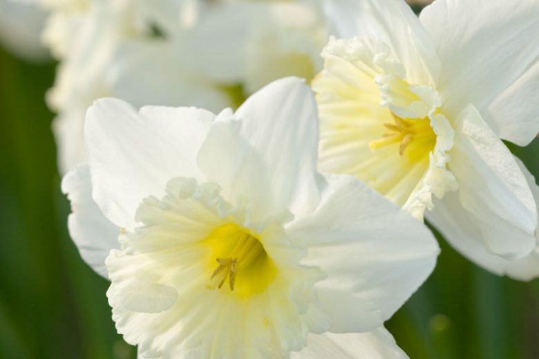 Narcissus Ice Follies, Daffodil 'Ice Follies', Large-Cupped Daffodil 'Ice Follies', Large-Cupped Daffodils, Spring Bulbs, Spring Flowers, Narcisse Ice Follies, Large-cupped Daffodil, Narcisse grande couronne, early spring daffodil, mid spring daffodil