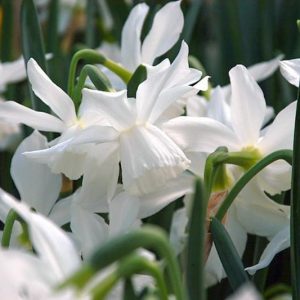Narcissus 'Ice Wings', Daffodil 'Ice Wings', Triandrus Daffodil 'Ice Wings', Triandrus Daffodils, Angel's Tears, Spring Bulbs, Spring Flowers, mid spring daffodil, Triandrus Narcissus, white daffodil