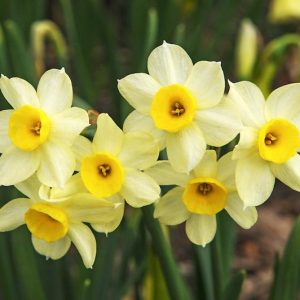 Narcissus Minnow, Daffodil Minnow, Tazetta Daffodil 'Minnow', Spring Bulbs, Spring Flowers, Tazetta daffodils, Miniature daffodils, Daffodils for indoor forcing,Narcissus, fragrant daffodil