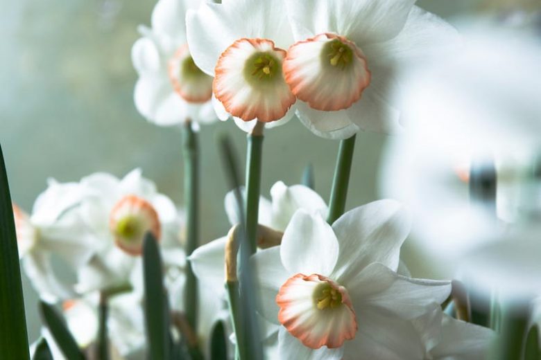 Narcissus Passionale, Daffodil 'Passionale', Large-Cupped Daffodil 'Passionale', Large-Cupped Daffodils, Spring Bulbs, Spring Flowers, Narcisse Passionale, Large-cupped Daffodil, Narcisse grande couronne, early spring daffodil, mid spring daffodil
