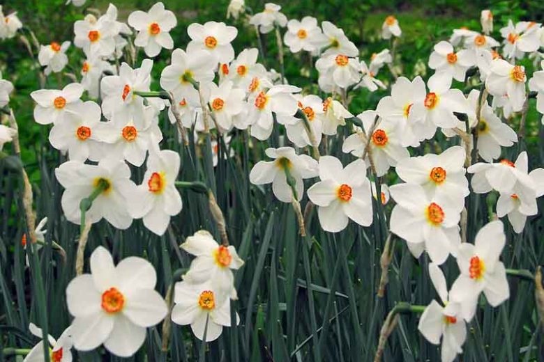 Narcissus Poeticus var. Recurvus, Old Pheasant's Eye, Pheasant's Eye Daffodil, Poet's Daffodil, Narcissus Recurvus, Poet's Narcissus, Spring Bulbs, Spring Flowers, late spring bulb, fragrant daffodil
