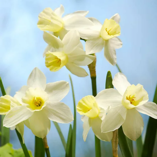 Narcissus Sailboat, Daffodil 'Sailboat', Jonquil 'Sailboat', Jonquil Daffodils, Jonquilla Daffodils, Spring Bulbs, Spring Flowers, White daffodil, yellow daffodil