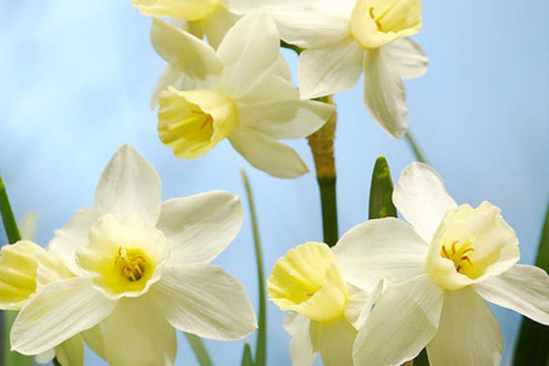 Narcissus Sailboat, Daffodil 'Sailboat', Jonquil 'Sailboat', Jonquil Daffodils, Jonquilla Daffodils, Spring Bulbs, Spring Flowers, White daffodil, yellow daffodil