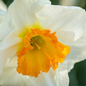 Narcissus Sempre Avanti, Daffodil 'Sempre Avanti', Large-Cupped Daffodil 'Sempre Avanti', Large-Cupped Daffodils, Spring Bulbs, Spring Flowers, Large-cupped Daffodil, Narcisse grande couronne, early spring daffodil, mid spring daffodil