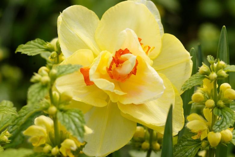 Narcissus Tahiti, Daffodil Tahiti, Narcisse Tahiti, Double Daffodil 'Tahiti', Double Narcissus 'Tahiti', Spring Bulbs, Spring Flowers, Double narcissus, Mid-season Daffodil, Mid Spring Daffodil, Mid Spring Narcissus, Yellow Daffodil