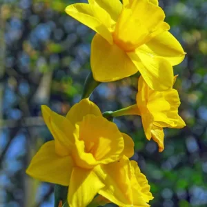 Narcissus Trevithian, Daffodil Trevithian', Jonquil 'Trevithian', Jonquil Daffodils, Jonquilla Daffodils, Spring Bulbs, Spring Flowers, yellow flowers, fragrant daffodil