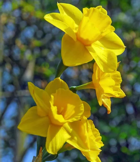 Narcissus Trevithian, Daffodil Trevithian', Jonquil 'Trevithian', Jonquil Daffodils, Jonquilla Daffodils, Spring Bulbs, Spring Flowers, yellow flowers, fragrant daffodil