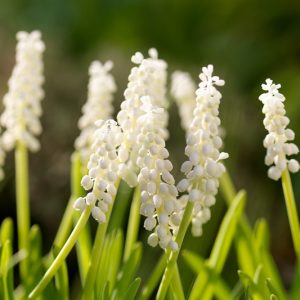 Native Plants, Invasive Plants, Muscari botryoides, Pearls of Spain, White Grape Hyacinth, Spring Bulbs, Spring Flowers, white flower, Grape Hyacinth