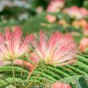 Native Plants, Invasive Plants, Albizia julibrissin, Silk Tree, Mimosa, Bastard Tamarind, Nemu Tree, Acacia julibrissin