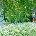 Native Plants, Invasive Plants, Anthriscus sylvestris, Cow Parsley, Cow Weed, Deil's Meal, Keck, Mock Chervil, Orchard Weed, Queen Anne's Lace,  Wild Caraway,  Wild Chervil, Wild Parsley