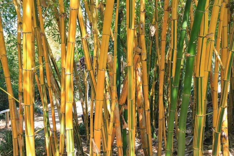 Native Plants, Invasive Plants, Bambusa vulgaris, Common Bamboo, Golden Bamboo, Grand Bamboo