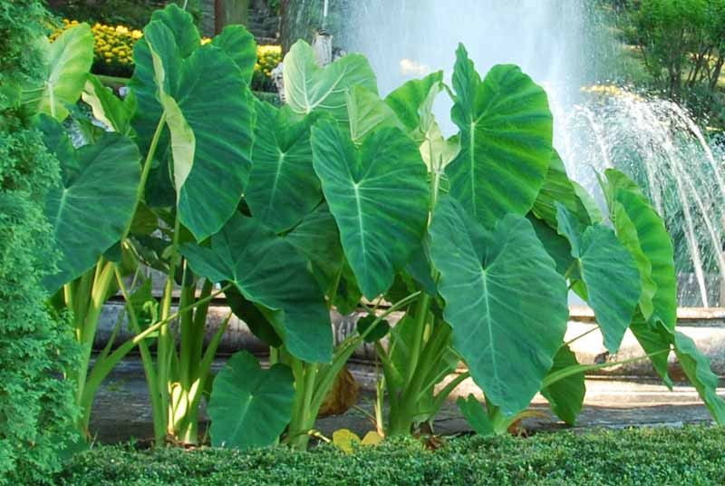 indoor plant pots self-watering Wavyleaf Self Watering Planter | Water Once and Forget It For a Month main image 1