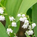 Native Plants, Invasive Plants, Convallaria majalis, Lily of the Valley, Conval Lily, Word Lily, Mayflower, Mugget, Liriconfancy, May Bells, May Lily, Our Lady's Tears, Lady's Tears