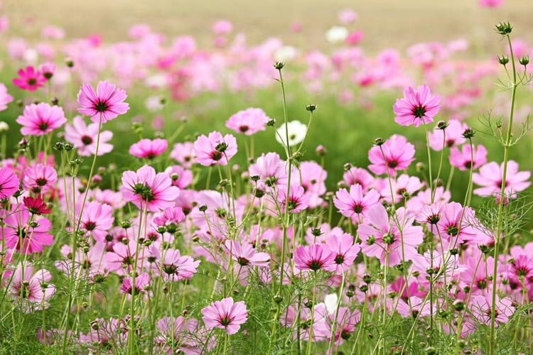 Native Plants, Invasive Plants, Cosmos bipinnatus, Garden Cosmos, Pink Flowers, White Flowers