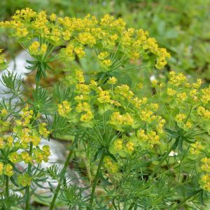 Native Plants, Invasive Plants, Euphorbia cyparissias, Cypress Spurge, Bonaparte's Crown, Faitour's Grass, Graveyard Ground Pine, Graveyard Weed, Irish Moss, kiss-Me-Dick, Love in a Huddle, Tree Spurge, Welcome-to-our-house