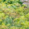 Native Plants, Invasive Plants, Foeniculum vulgare, Fennel