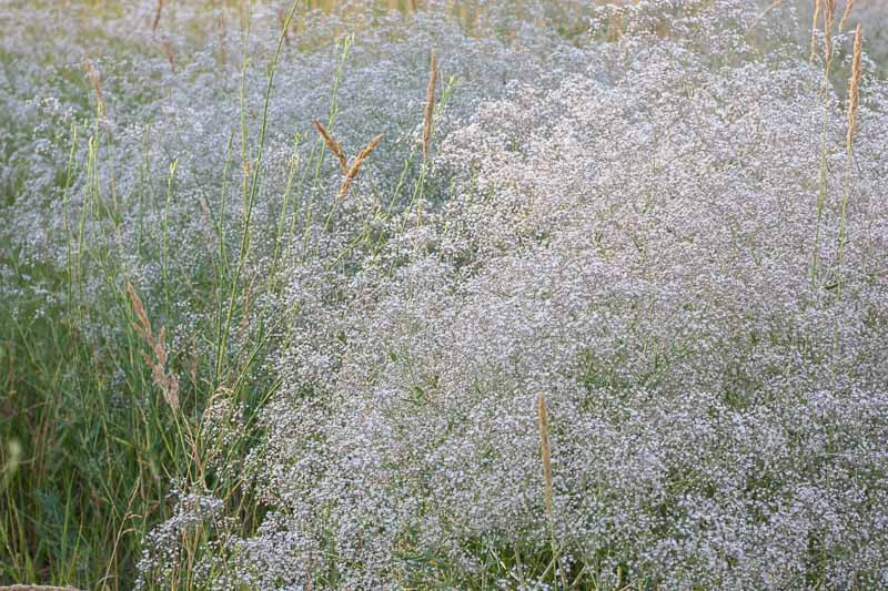 Native Plant Alternatives to Gypsophila paniculata (Baby's Breath)
