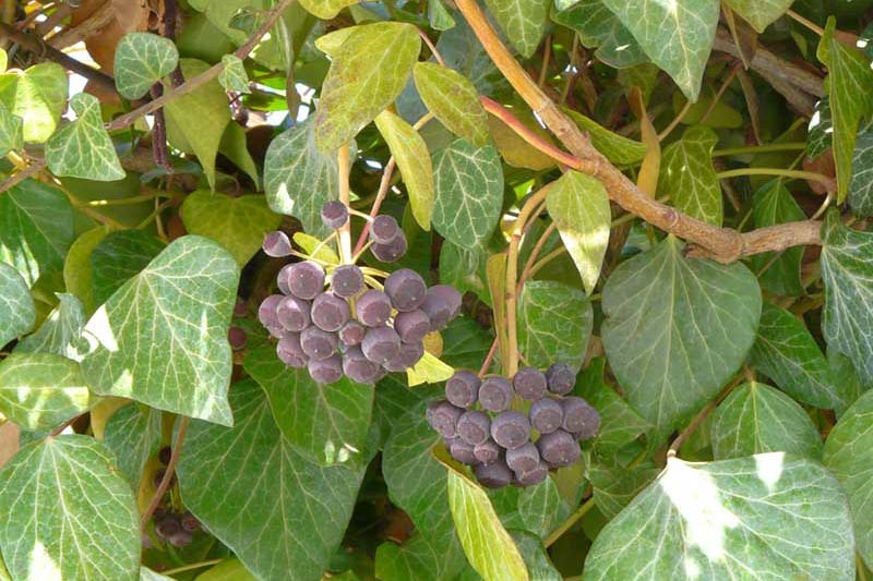 Native Plant Alternatives to Hedera helix (English Ivy)