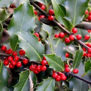 Native Plants, Invasive Plants, Ilex aquifolium, English Holly, Hedgehog Holly, European Holly, Christmas Holly