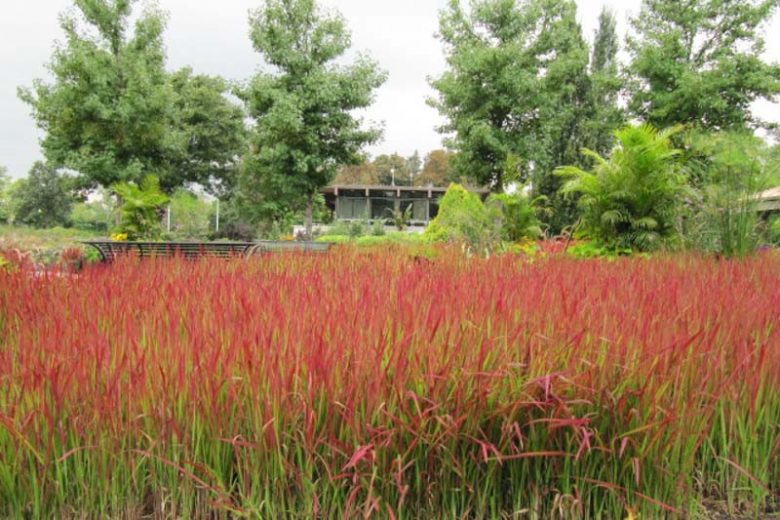 Native Plants, Invasive Plants, Imperata cylindrica, Japanese Blood Grass, Cogon Grass, Alang-Alang