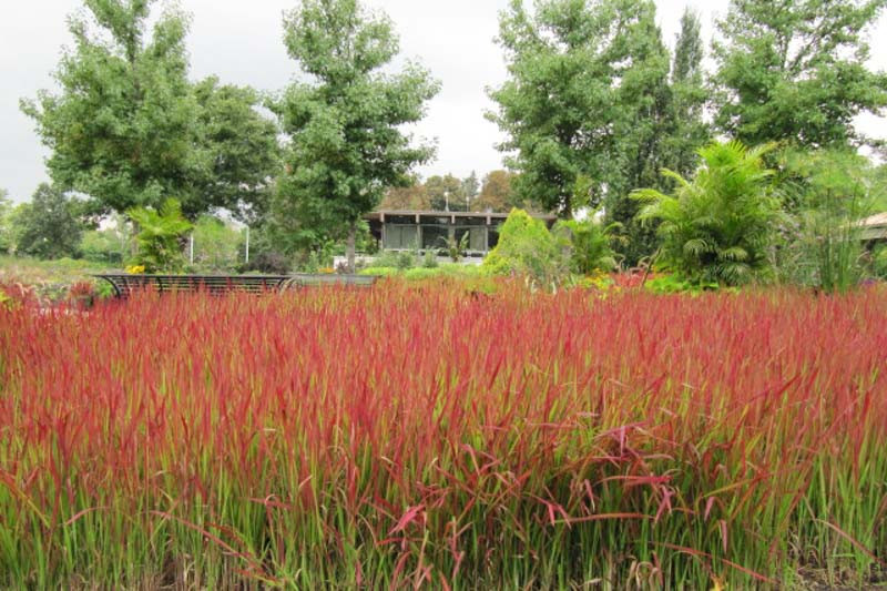Native Plant Alternatives to Imperata cylindrica (Congo Grass)
