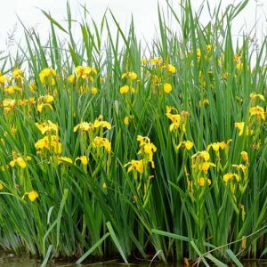 Native Plants, Invasive Plants, Iris pseudacorus, Yellow Iris