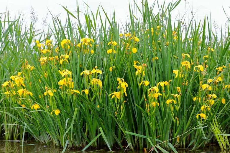 Native Plants, Invasive Plants, Iris pseudacorus, Yellow Iris