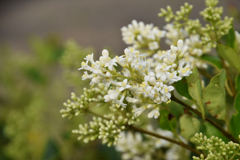 Native Plant Alternatives to Ligustrum japonicum (Japanese Privet)