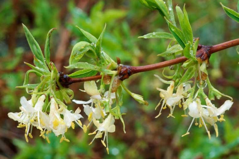 Native Plants, Invasive Plants, Lonicera fragrantissima, Sweetest Honeysuckle