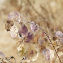 Native Plants, Invasive Plants, Lunaria annua, Honesty, Silver Dollar, Dollar Plant, Money Plant, Moonwort, Lunaria, Lunaria Biennis