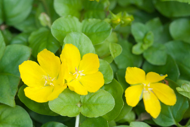 Native Plant Alternatives to Creeping Jenny
