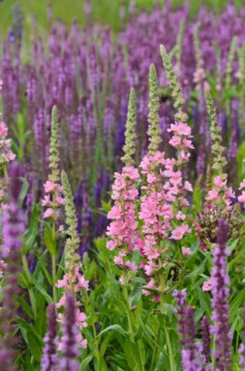 Native Plants, Invasive Plants, Lythrum Salicaria, Purple Loosetrife, Purple flowers, Pink flowers