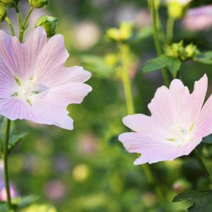 Native Plants, Invasive Plants, Malva moschata, Musk Mallow, Pink Flowers