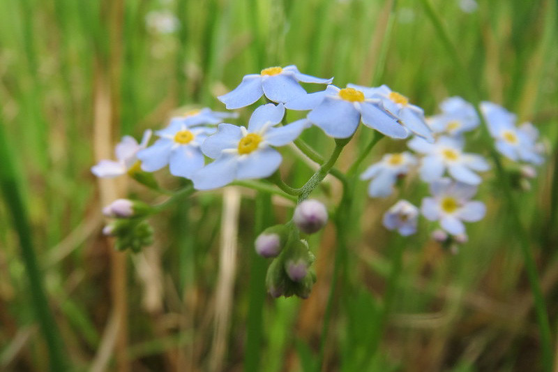 Native Plant Alternatives to Water Forget-Me-Not