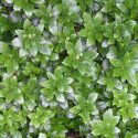 Native Plants, Invasive Plants, Pachysandra terminalis, Japanese Spurge, Japanese Pachysandra, Spurge, Chinese Fever Vine