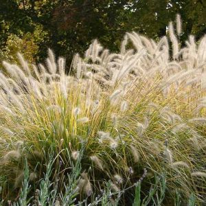 Native Plants, Invasive Plants, Pennisetum alopecuroides, Fountain Grass, Foxtail Grass, Chinese Fountain Grass