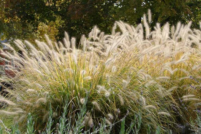 Native Plants, Invasive Plants, Pennisetum alopecuroides, Fountain Grass, Foxtail Grass, Chinese Fountain Grass
