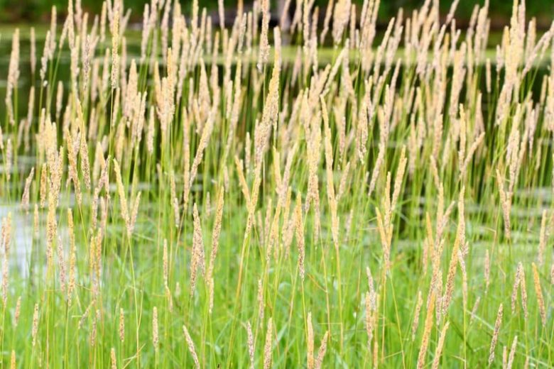 Native Plants, Invasive Plants, Phalaris arundinacea, Ribbon Grass, Silver Grass Reed Canary Grass, Canary Grass, Gardener's Garters, Bride's Laces, French Grass, Lady Grass, Lady's Garters, Lady's laces, Lady's ribbons, Painted Grass,