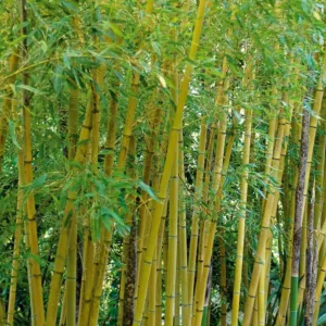 Native Plants, Invasive Plants, Phyllostachys aurea, Fish-Pole Bamboo, Golden Bamboo, Yellow Bamboo, Running Bamboo