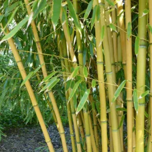 Native Plants, Invasive Plants, Phyllostachys aureosulcata, Yellow Grove Bamboo, Phyllostachys aureocaulis, Phyllostachys aureosulcata 'Aureocaulis', Running Bamboo
