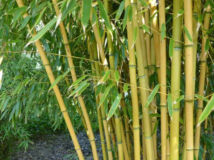 Native Plants, Invasive Plants, Phyllostachys aureosulcata, Yellow Grove Bamboo, Phyllostachys aureocaulis, Phyllostachys aureosulcata 'Aureocaulis', Running Bamboo