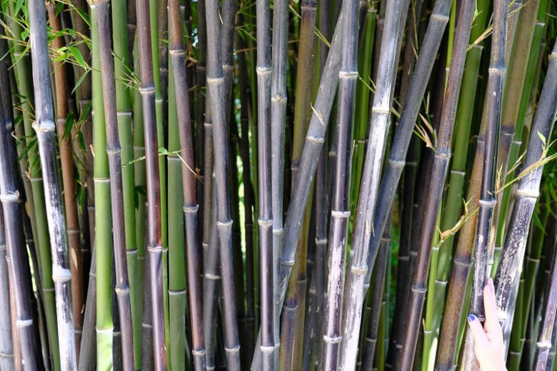 Native Plants, Invasive Plants, Phyllostachys nigra, Black Bamboo, Whangee Cane, Kuro-Chiku, Bambusa nigra, Running Bamboo