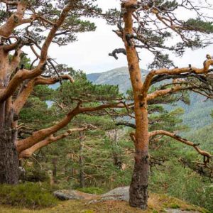 Native Plants, Invasive Plants, Pinus sylvestris, Scotch Pine, Scots Pine, Archangel Redwood, Baltic Redwood, Scotch Fir, Scots Fir, Norway Fir