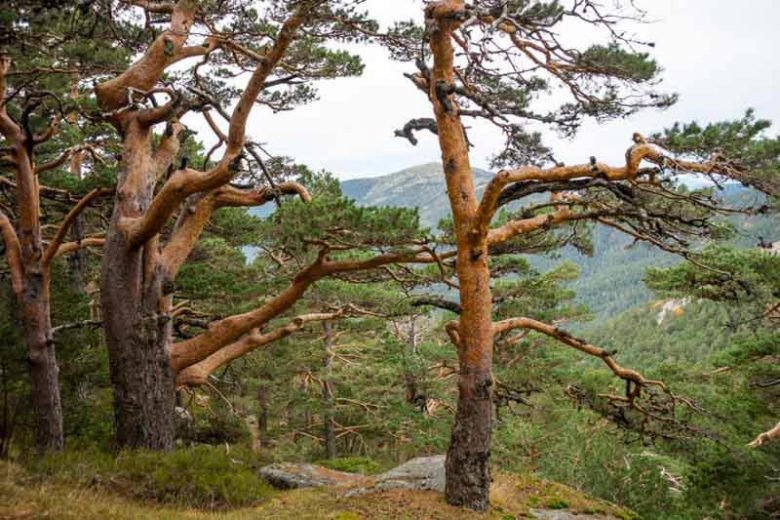 Native Plants, Invasive Plants, Pinus sylvestris, Scotch Pine, Scots Pine, Archangel Redwood, Baltic Redwood, Scotch Fir, Scots Fir, Norway Fir
