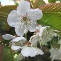 Native Plants, Invasive Plants, Prunus avium, Sweet Cherry