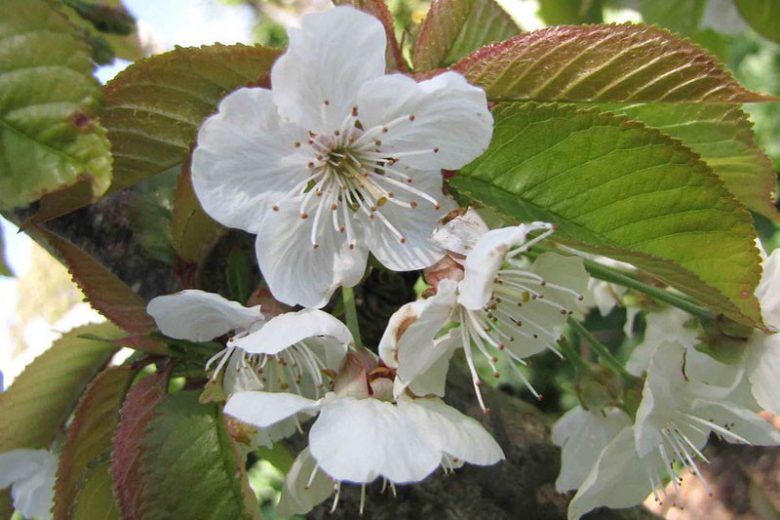 Native Plants, Invasive Plants, Prunus avium, Sweet Cherry