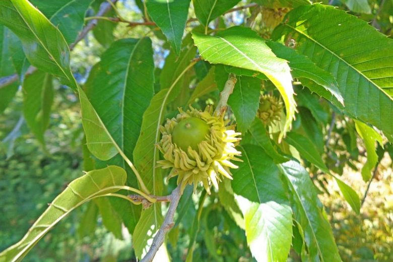 Native Plants, Invasive Plants, Quercus acutissima, Sawtooth Oak