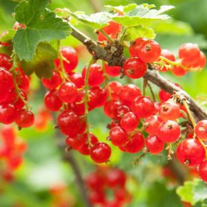 Native Plants, Invasive Plants, Ribes rubrum, Red Currant